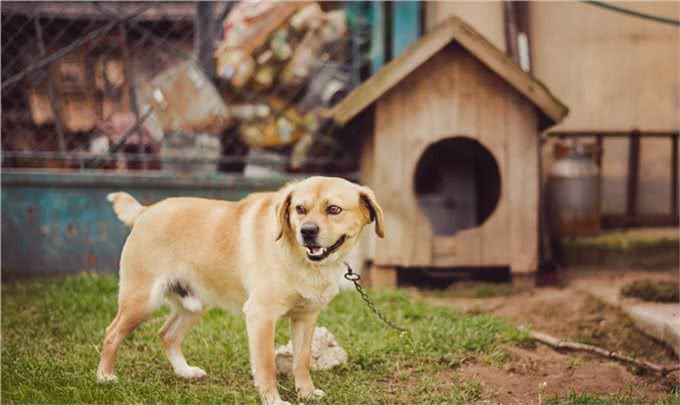 宠物狗梳毛工具的详细用法