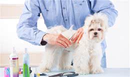 宠物狗梳毛工具的详细用法