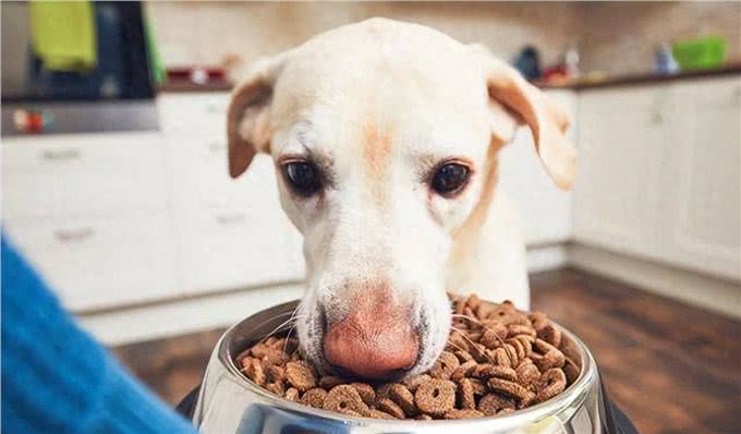 狗狗吃什么狗粮最好?专家教你挑选狗粮的小妙招