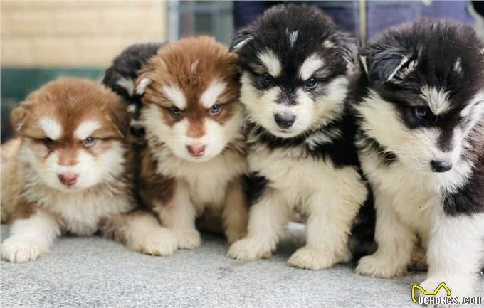 狗狗吃什么狗粮最好?专家教你挑选狗粮的小妙招