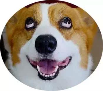 带狗狗出行的必备技能，有哪些是你没有注意到的