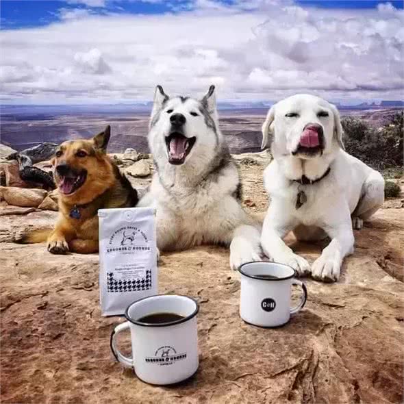 带狗狗出行的必备技能，有哪些是你没有注意到的
