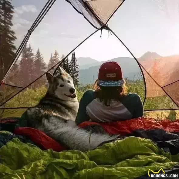 带狗狗出行的必备技能，有哪些是你没有注意到的