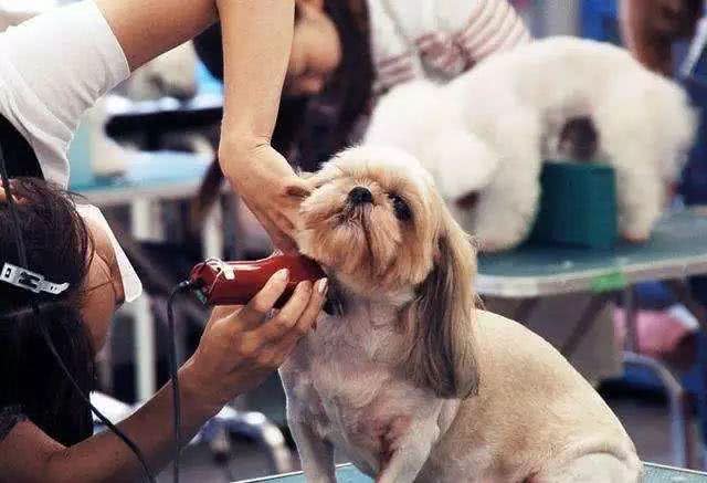 狗子害怕的四类人，最后一个出乎意料，竟是他