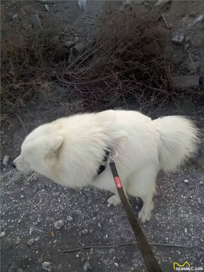 萌宠必要掌握的技能第一式，狗狗上厕所