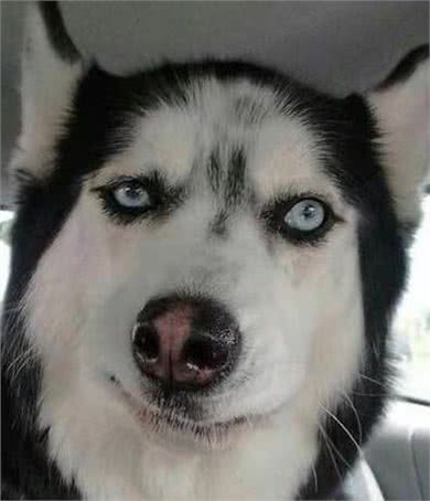 萌宠必要掌握的技能第一式，狗狗上厕所