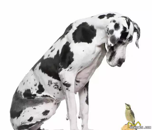 如何挑选一条适合自己的狗