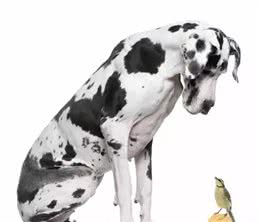 如何挑选一条适合自己的狗