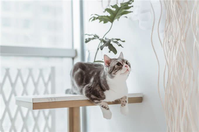 原来宠物需要这些营养成分滋养!你家爱宠补足了么?