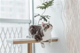 原来宠物需要这些营养成分滋养!你家爱宠补足了么?