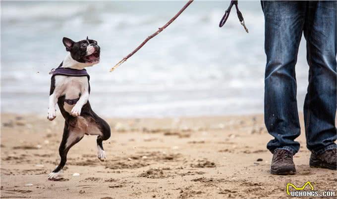 训练狗狗随行