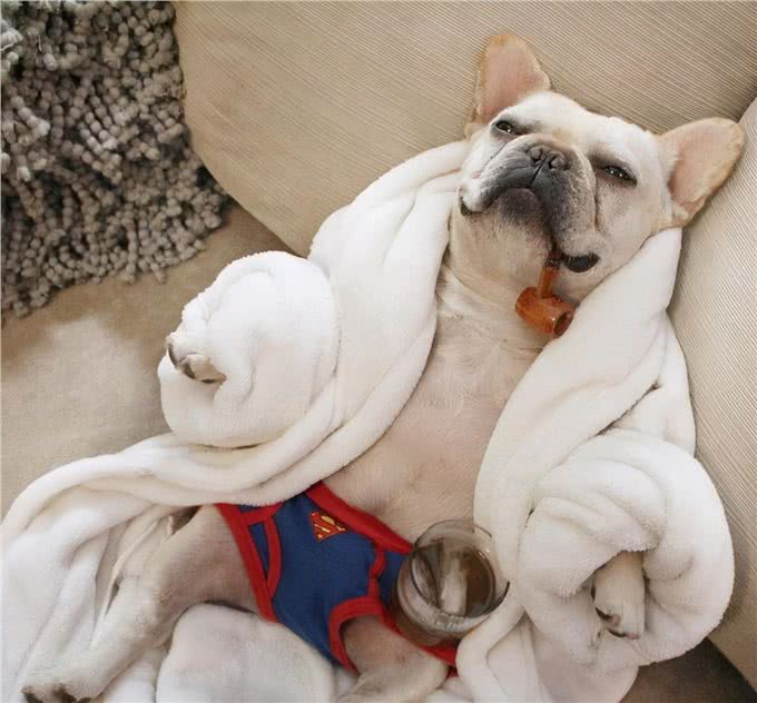 最怕冷的几种狗，如果不保暖，可能会丧命