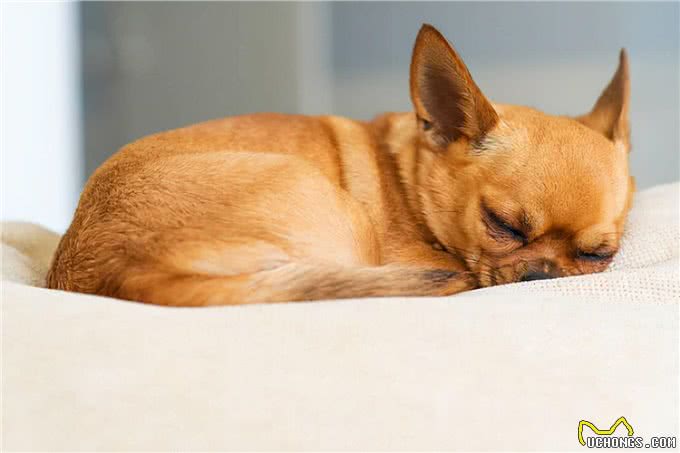 最怕冷的几种狗，如果不保暖，可能会丧命