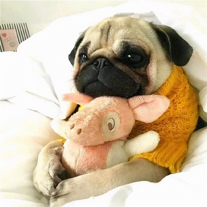 最怕冷的几种狗，如果不保暖，可能会丧命