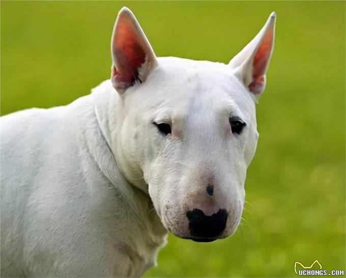 最怕冷的几种狗，如果不保暖，可能会丧命