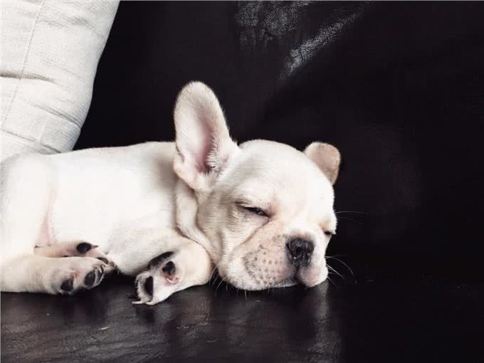 最怕冷的几种狗，如果不保暖，可能会丧命