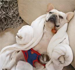 最怕冷的几种狗，如果不保暖，可能会丧命