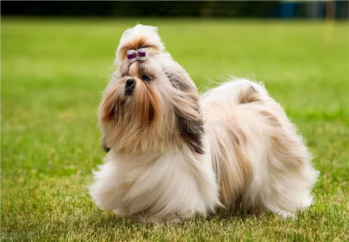 西施犬的起源及特征