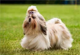 西施犬的起源及特征