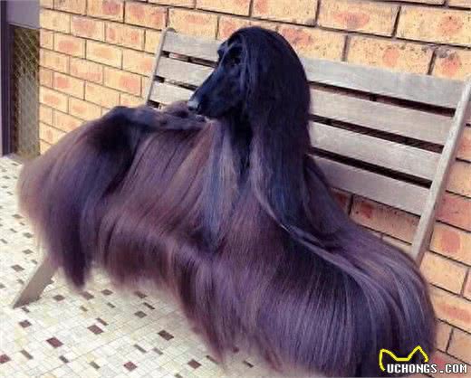 狗中贵族，它是唯一一种可以被带入五星级酒店的犬种，阿富汗猎犬