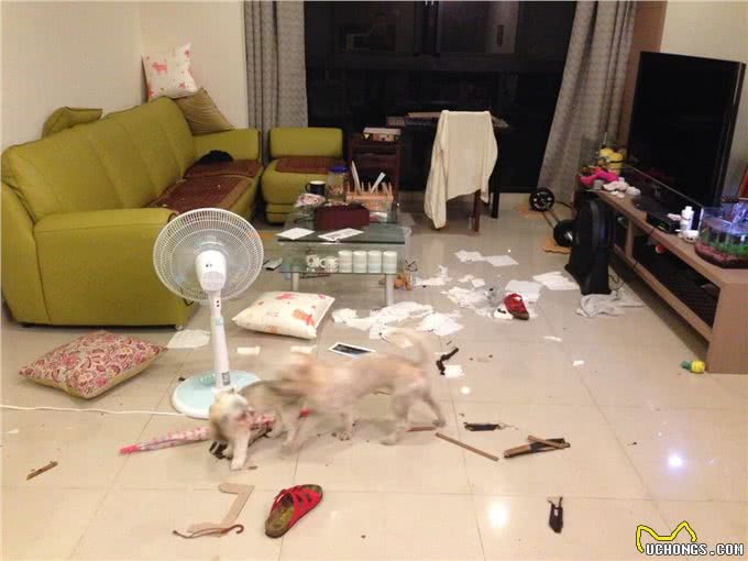 警惕!你的狗狗可能是患了分离焦虑症，找到问题根源避免狗狗焦虑