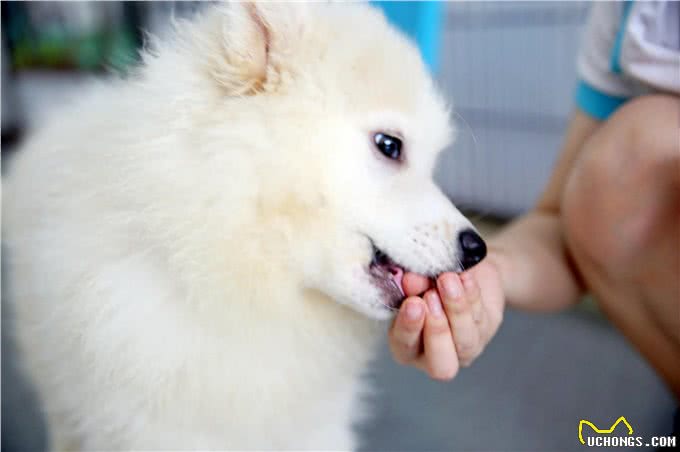 警惕!你的狗狗可能是患了分离焦虑症，找到问题根源避免狗狗焦虑