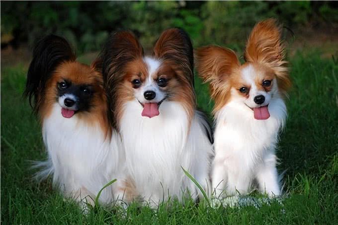 世界十大忠犬排名，你的爱犬上榜了吗?