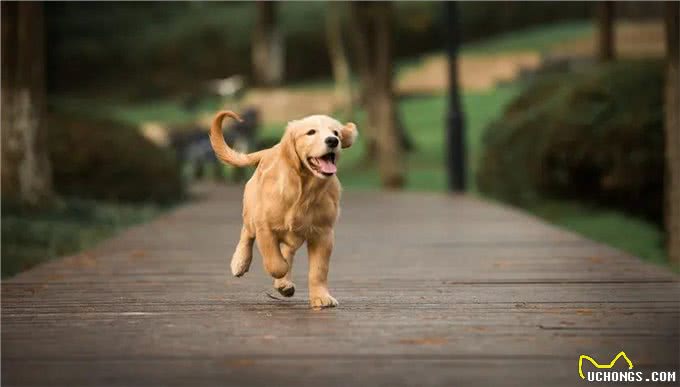 世界十大忠犬排名，你的爱犬上榜了吗?