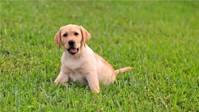 世界十大忠犬排名，你的爱犬上榜了吗?