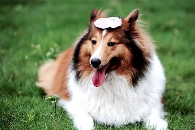 世界十大忠犬排名，你的爱犬上榜了吗?