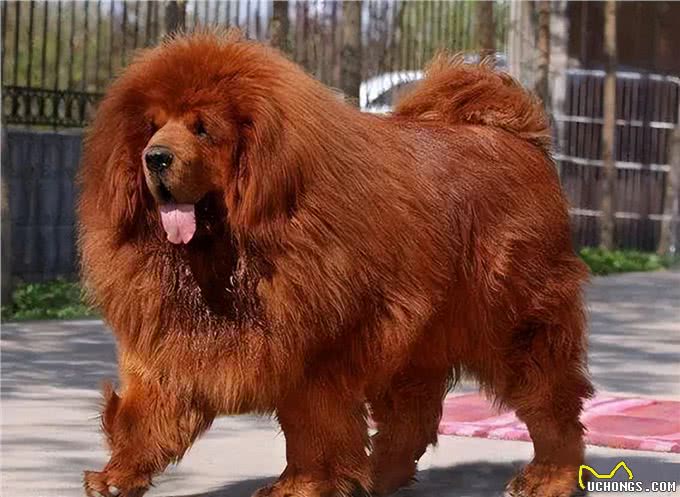 世界十大忠犬排名，你的爱犬上榜了吗?