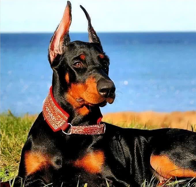 世界十大忠犬排名，你的爱犬上榜了吗?