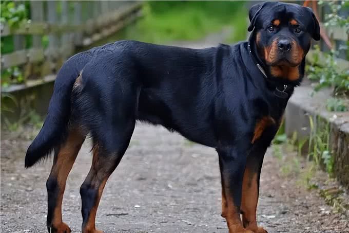 世界十大忠犬排名，你的爱犬上榜了吗?