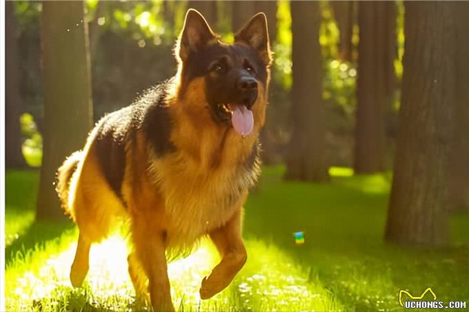 世界十大忠犬排名，你的爱犬上榜了吗?