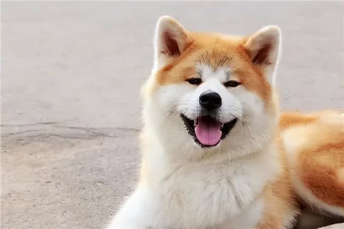 世界十大忠犬排名，你的爱犬上榜了吗?