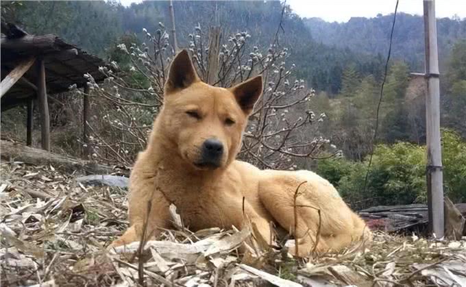 世界十大忠犬排名，你的爱犬上榜了吗?