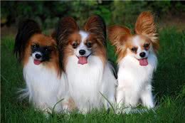 世界十大忠犬排名，你的爱犬上榜了吗?
