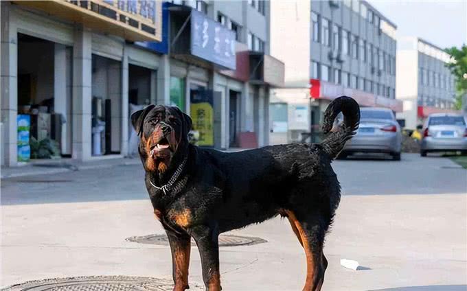 为何罗威纳身价爆跌，却还是无人问津?这里告诉你答案