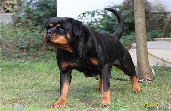 为何罗威纳身价爆跌，却还是无人问津?这里告诉你答案