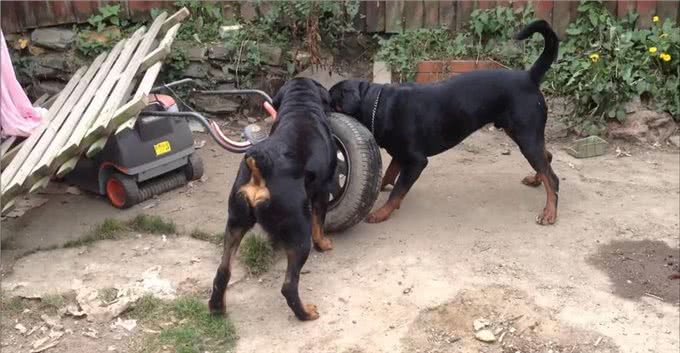 为何罗威纳身价爆跌，却还是无人问津?这里告诉你答案