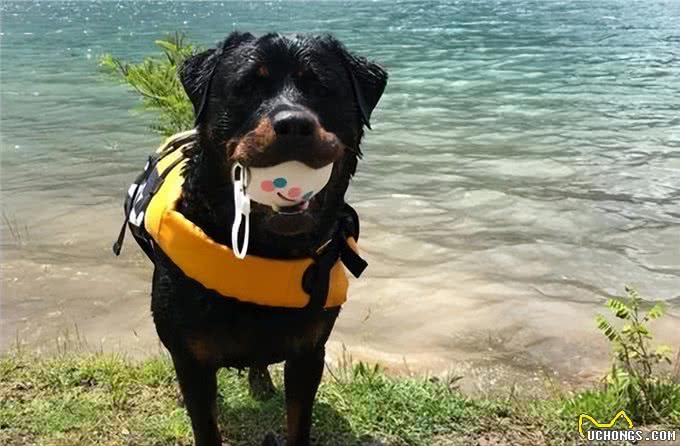 为何罗威纳身价爆跌，却还是无人问津?这里告诉你答案