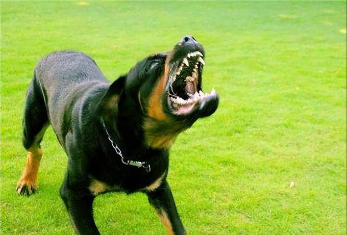 为何罗威纳身价爆跌，却还是无人问津?这里告诉你答案