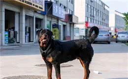 为何罗威纳身价爆跌，却还是无人问津?这里告诉你答案