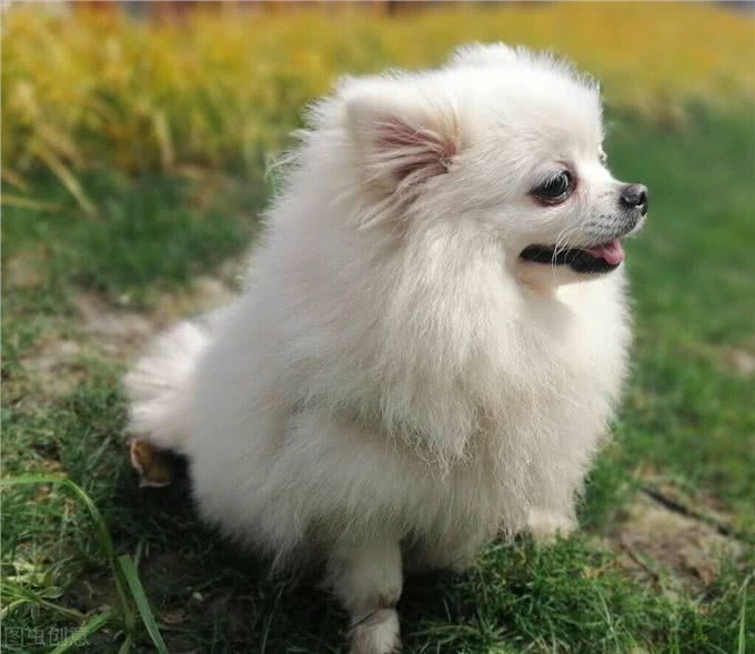 养博美犬的，千万要注意这几件事