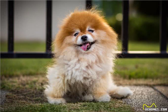 养博美犬的，千万要注意这几件事