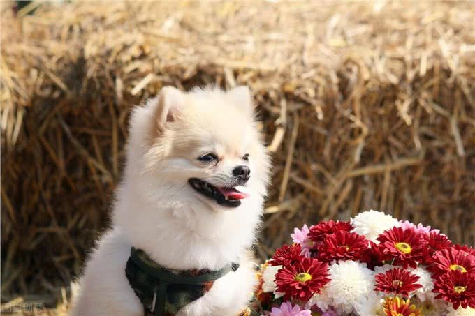 养博美犬的，千万要注意这几件事