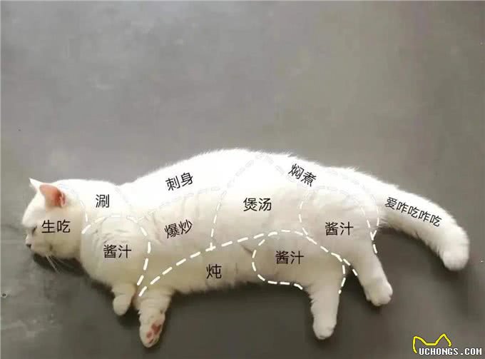 躲过中国人的筷子却没躲过越南人的屠刀!揭秘越南人为何爱吃猫