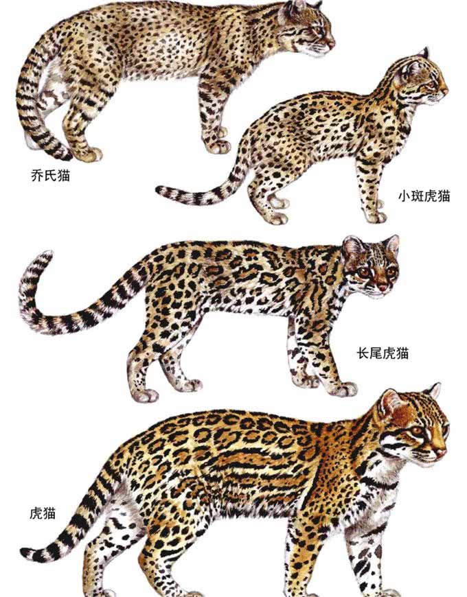 躲过中国人的筷子却没躲过越南人的屠刀!揭秘越南人为何爱吃猫