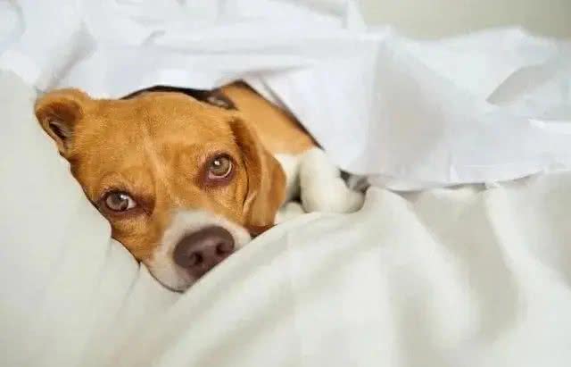 别让狗狗上床睡觉:来自宠物医生的真诚忠告