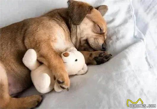 别让狗狗上床睡觉:来自宠物医生的真诚忠告